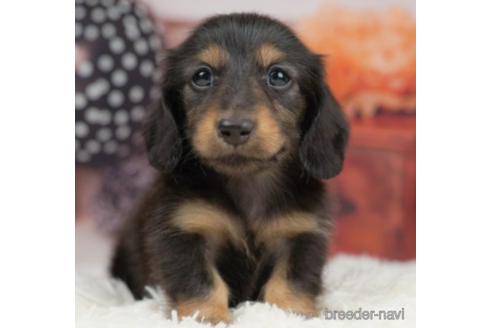 成約済の千葉県のミニチュアダックスフンド(ロングヘアード)-227646の5枚目